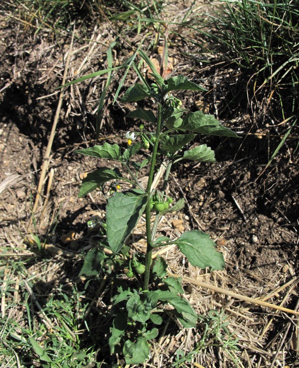 Solanum nigrum